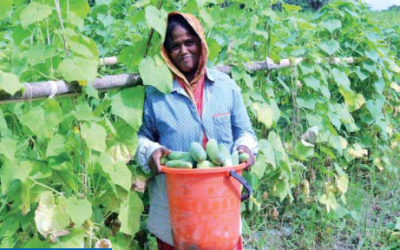 How Manowara Begum could change her destiny